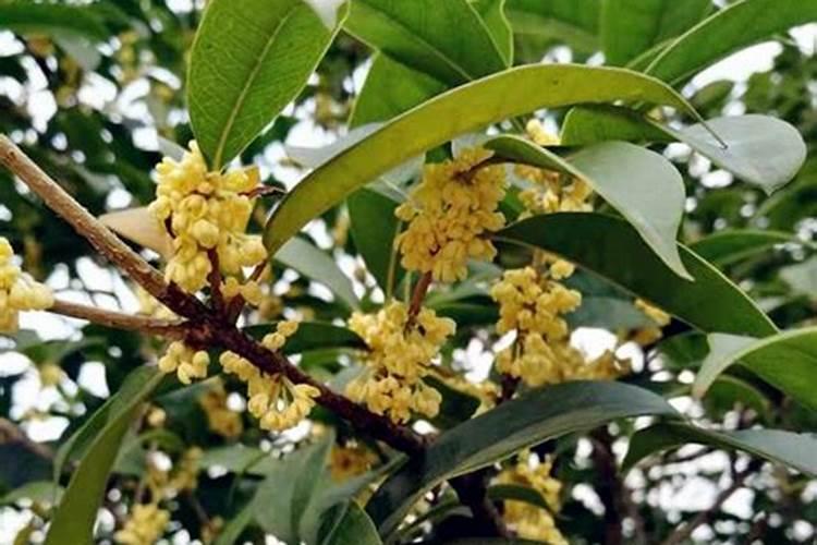 桂花树施什么肥？