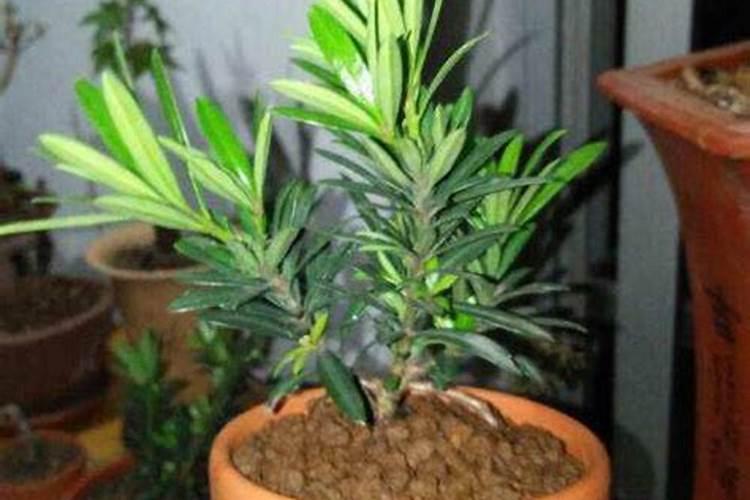 罗汉松用什么肥料最好