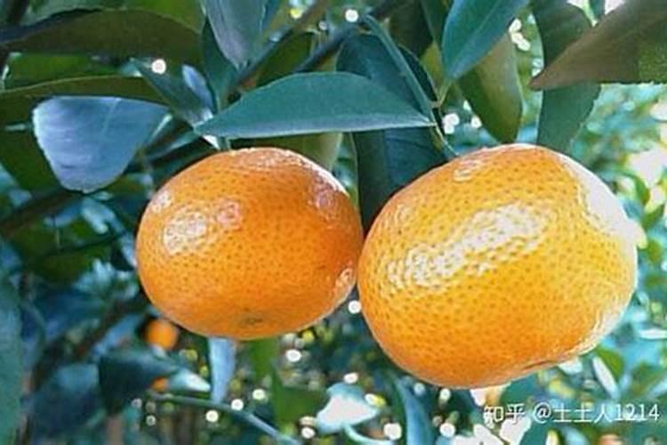 果树催芽促果该怎么施肥最好