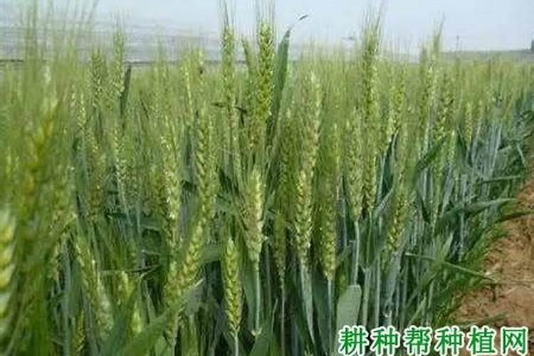 在种玉米时如果用锌肥拌种,会对玉米的产量有帮助吗？