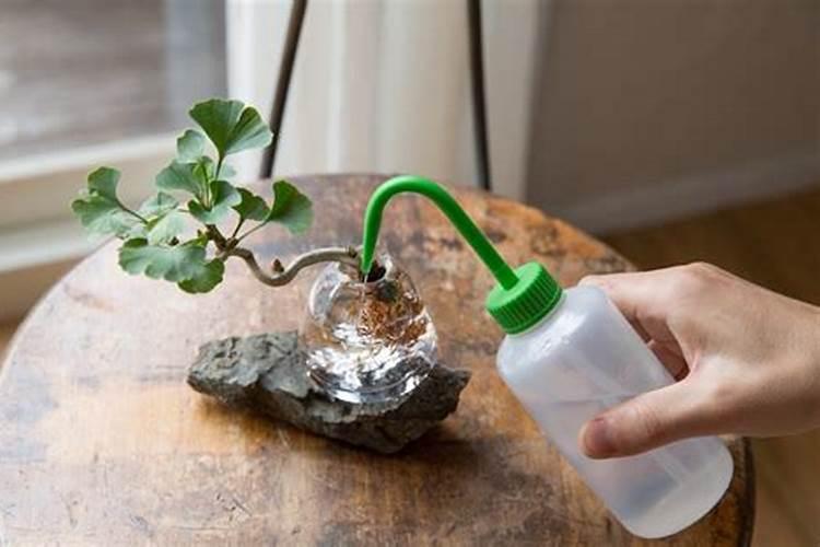 七八月份能否给苹果树灌沼液？