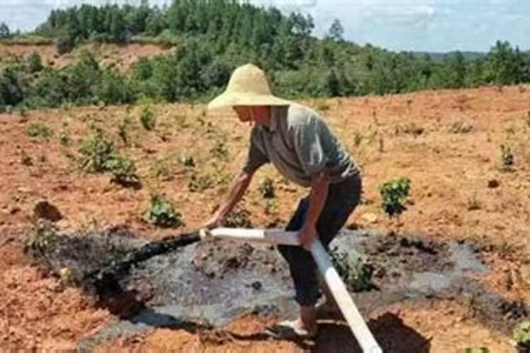 怎样利用沼渣、沼液种植梨树？