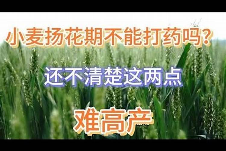 给小麦打叶面肥,是孕穗期还是出齐穗后呢？