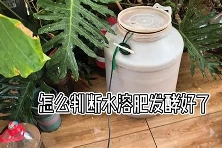 花生饼水溶肥气温十几度要多久