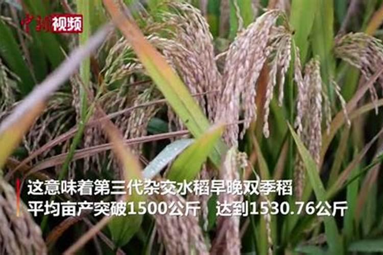 福建中化智胜化肥价格