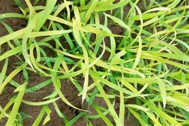 禾苗泛黄用什么肥料