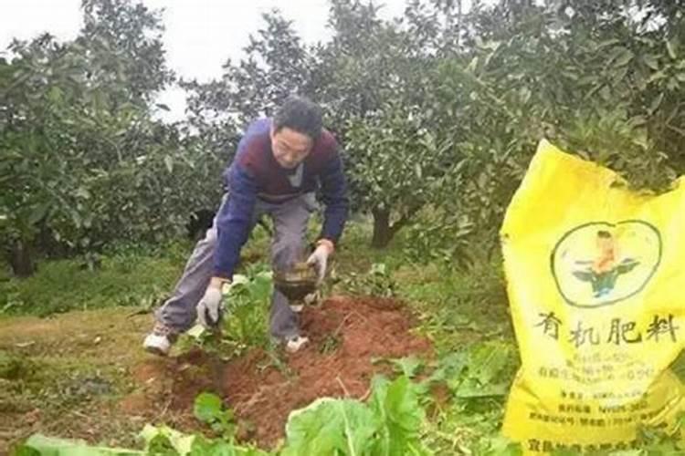 油菜抽薹期怎么施肥？用什么肥料能有稳产高产的效果？