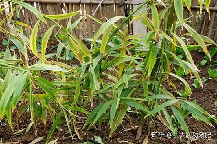 生姜什么时候追肥合适 高产追肥方法