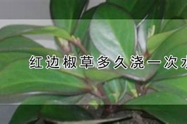斑叶垂椒草是怎样养护和繁殖的？