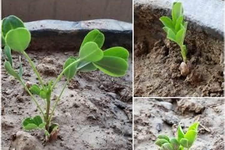 为促进花生幼苗发育和开花应适当追加含什么的无机盐？