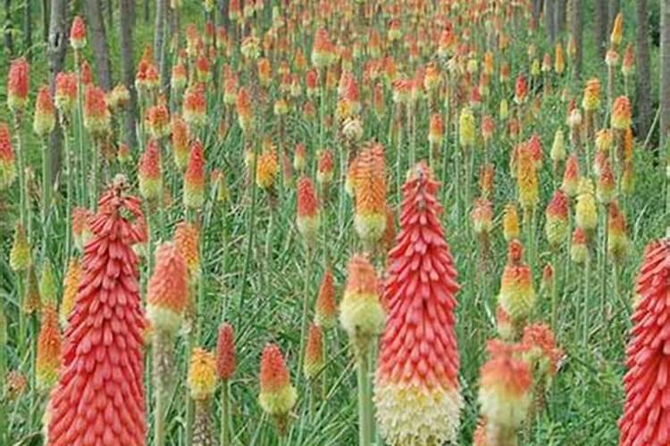 如何养好火炬花