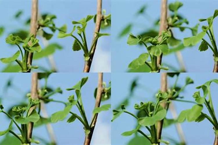 盆栽桂花可以施叶面肥吗(盆栽桂花发芽时能施肥吗)