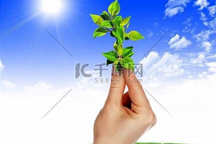 盆栽桂花可以施叶面肥吗