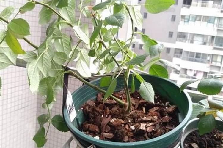 月季花长出来的芽很细弱怎么办