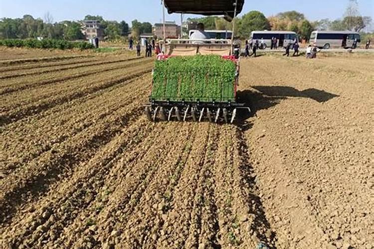 袋苗嘉宝果移栽多久能施肥啊