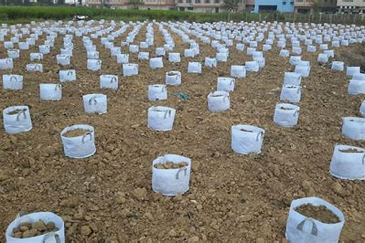 苦瓜苗不撕育苗袋直接移栽好吗