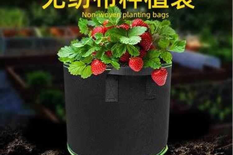 加拿利海枣小苗的移栽方法