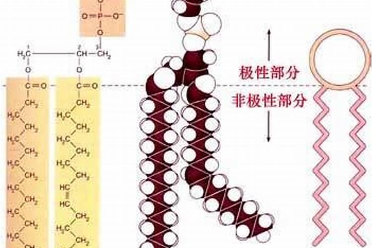 什么是磷肥,磷肥的好处是什么？