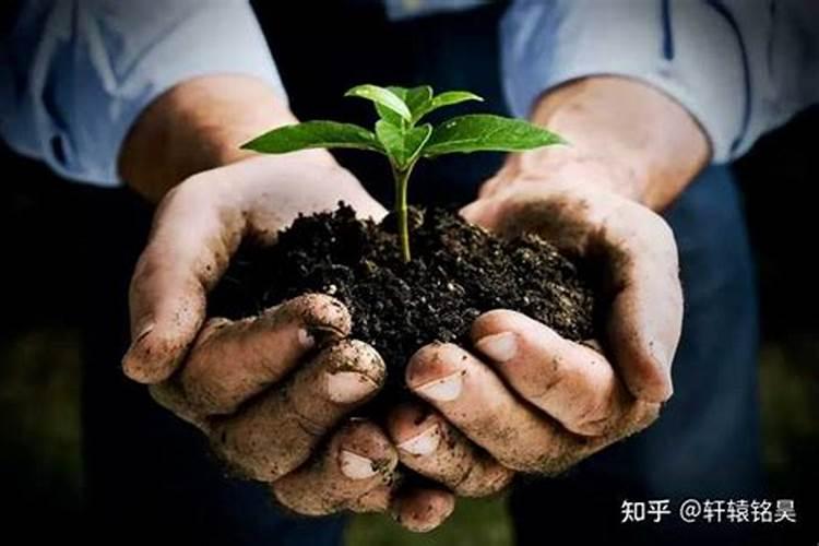 有机肥中的有机质是什么东西