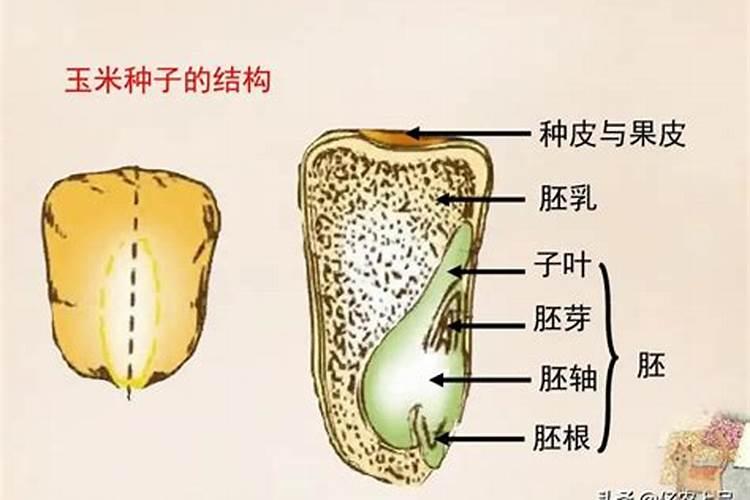 磷对植物生长的重要性