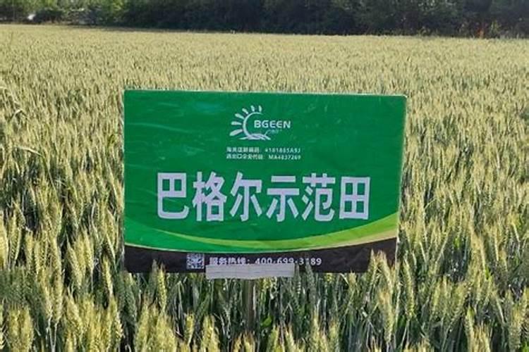 阳光玫瑰水浇大了'影响第二年结果吗？