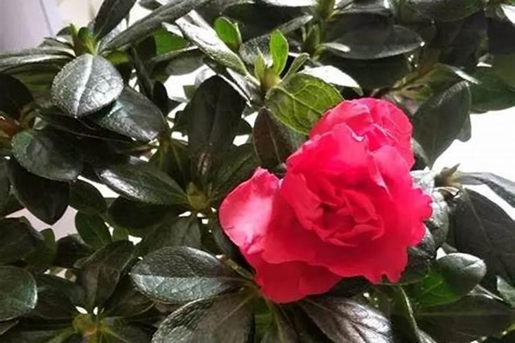 施用浓肥对杜鹃花造成的伤害如何解救？