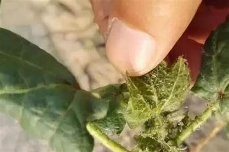 我地是盐减地种棉花用什么种子和肥料