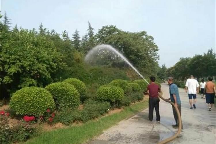 绿化树苗怎么做