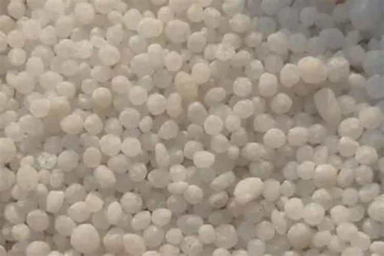 可以给茶花浇灌尿素吗？