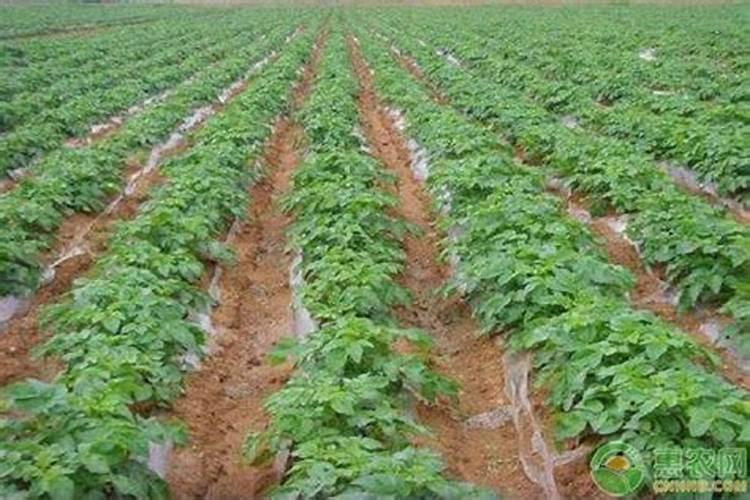 想种出产量高、品质佳的土豆,在各个阶段该如何控制水肥？