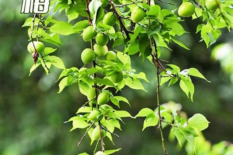 怎样种好树莓