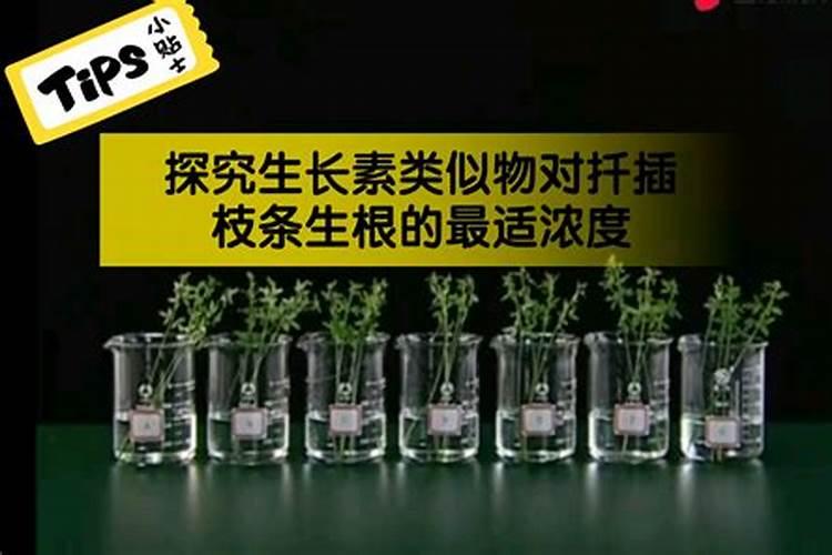 杨树施什么肥长得最快,怎么施肥？需要离树多远