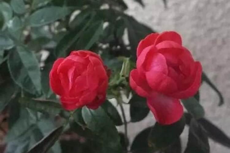 玫瑰施肥方法,用什么肥好