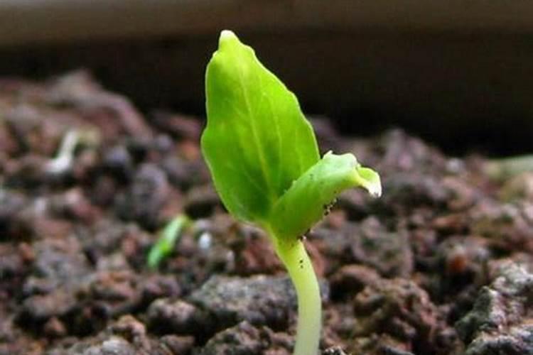 蔷薇花小苗施肥时间