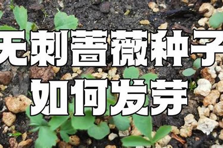 怎么养蔷薇开花多 蔷薇需要施什么肥