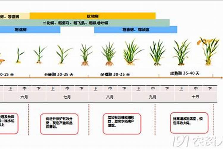 水稻孕穗期的水肥管理