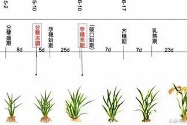 请问各位老师,水稻什么时候施第二次肥？施什么肥？每亩施多少？