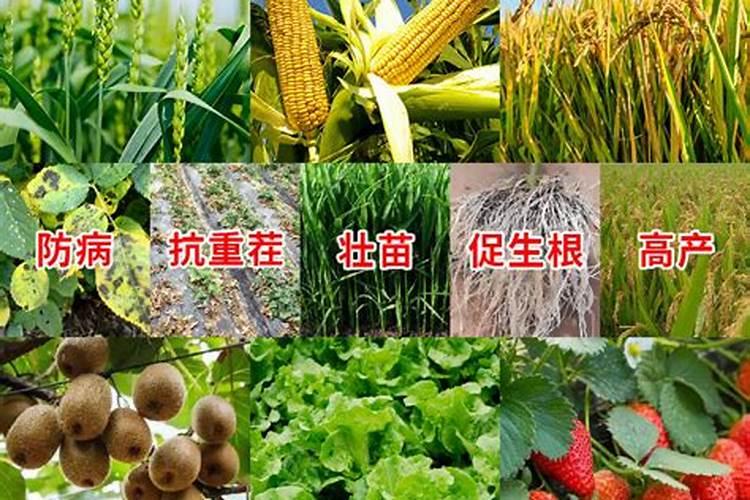 种植桃树的时候,哪些情况下需要喷洒叶面肥？