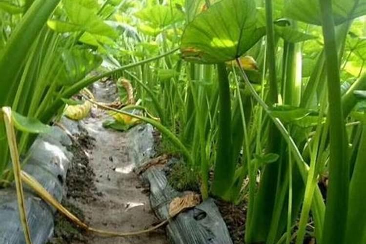 种香芋栽培技术和管理