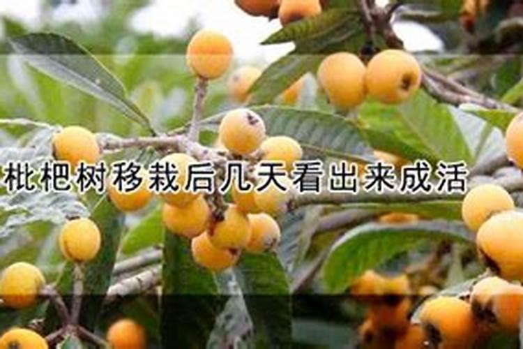 枇杷树移栽多久施肥