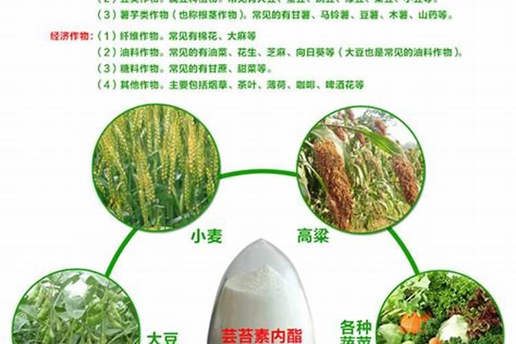 中国最好的芸苔素是什么品牌