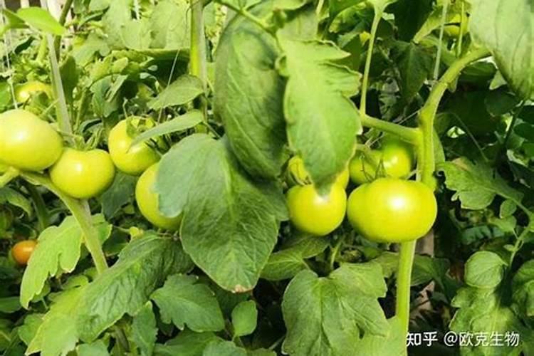 椰砖和营养土怎么混合,比例是怎样的