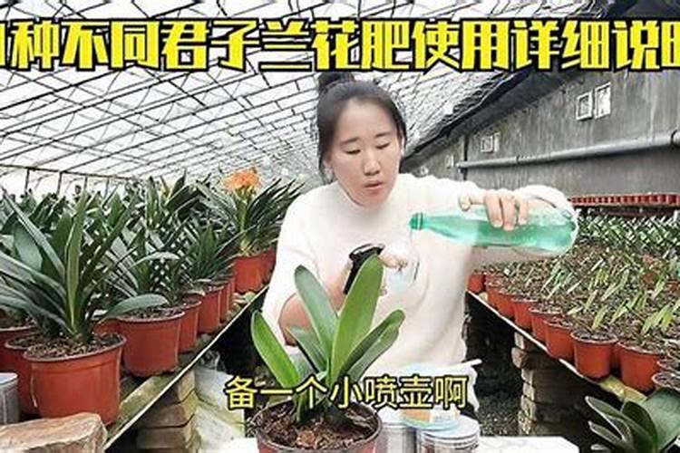 君子兰怎么施肥