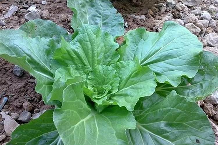 如何进行大白菜的叶面施肥？