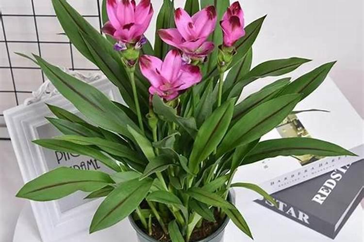 青花菜种植时间和方法