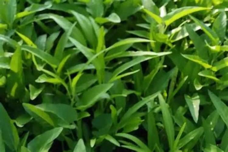 空心菜施什么肥料最嫩