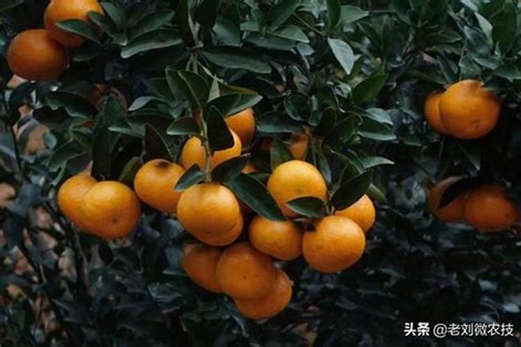 钾肥肥哪些花卉