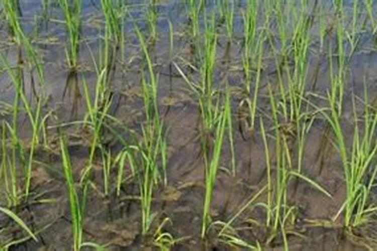 水稻什么时候施复水肥最好