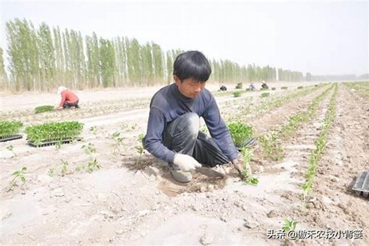 菜苗移栽几天后可施肥