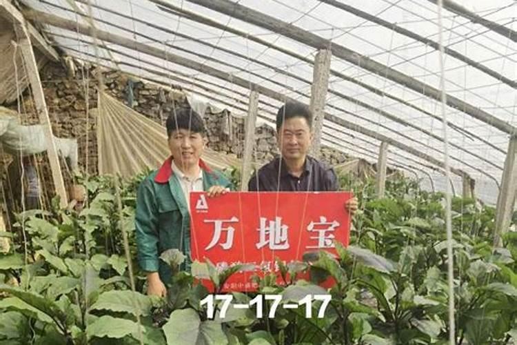 葡萄萌芽期冲施什么肥好,谢谢。